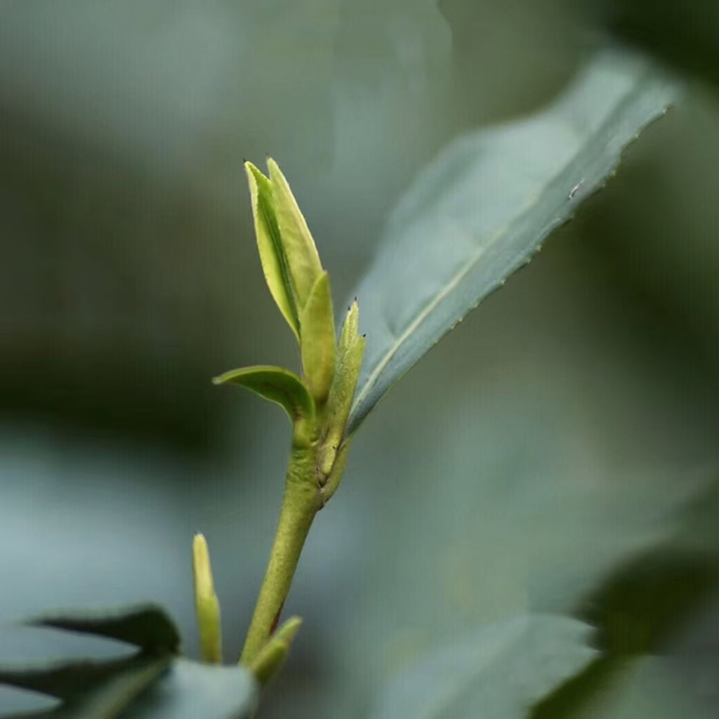 Fouramzingtea Green Tea｜Premium Dragon Well tea Longjing tea  Loose Leaves Ecologically Grown Refreshingly Aromatic